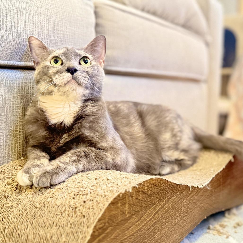 Enlarge Button, a Adoptable Domestic Short Hair in Jupiter, FL image 3/6