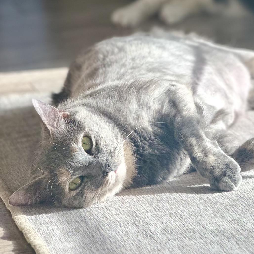 Button, a Adoptable Domestic Short Hair in Jupiter, FL image 4/6