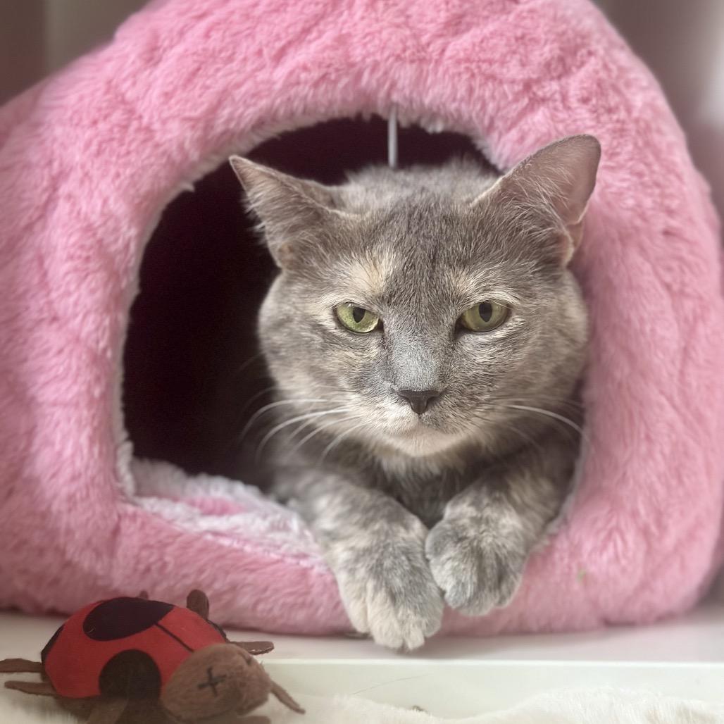 Enlarge Button, a Adoptable Domestic Short Hair in Jupiter, FL image 4/6