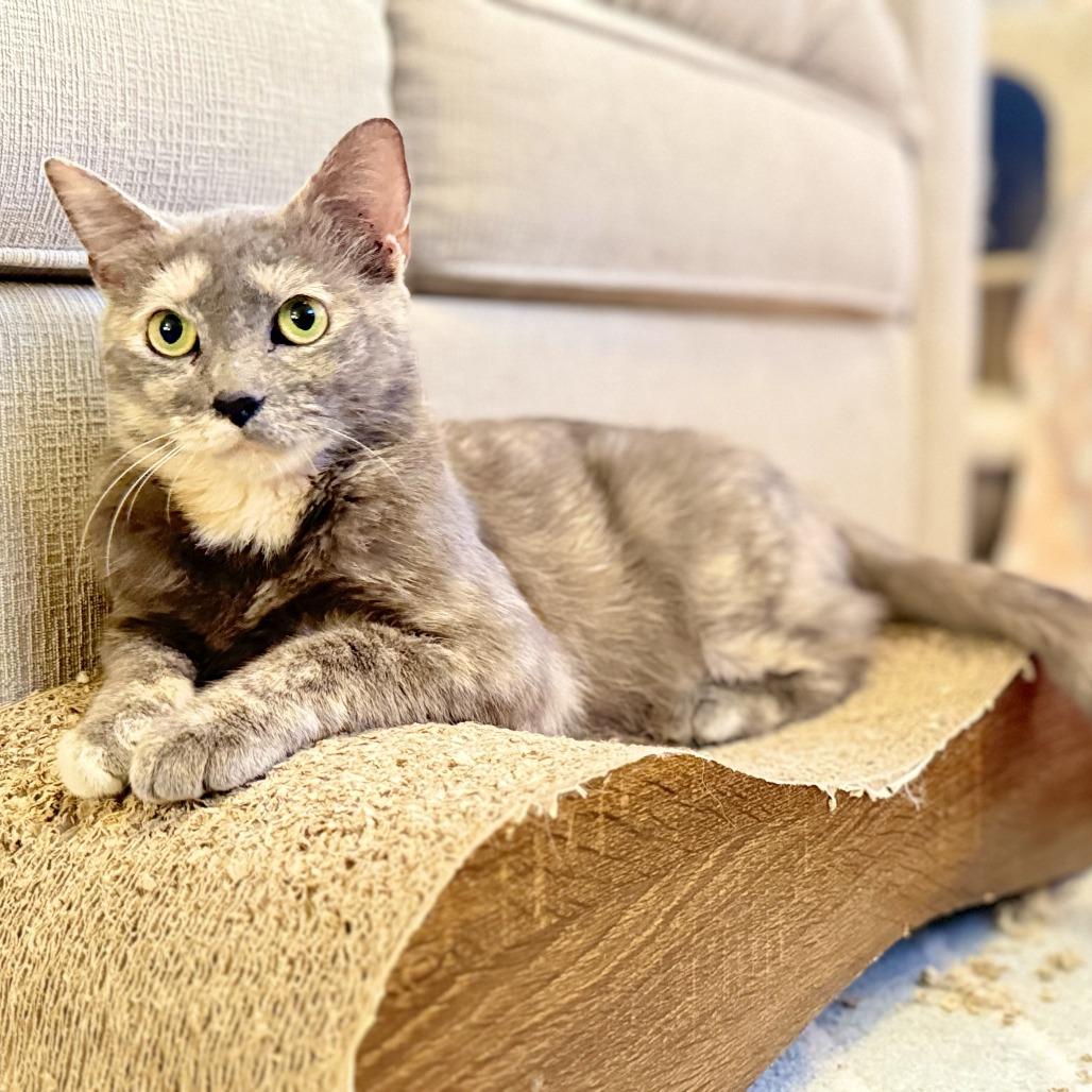 Enlarge Button, a Adoptable Domestic Short Hair in Jupiter, FL image 4/6