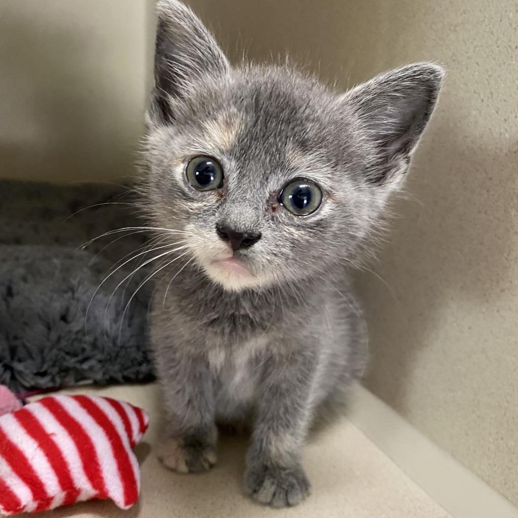 Enlarge Button, a Adoptable Domestic Short Hair in Jupiter, FL image 3/6