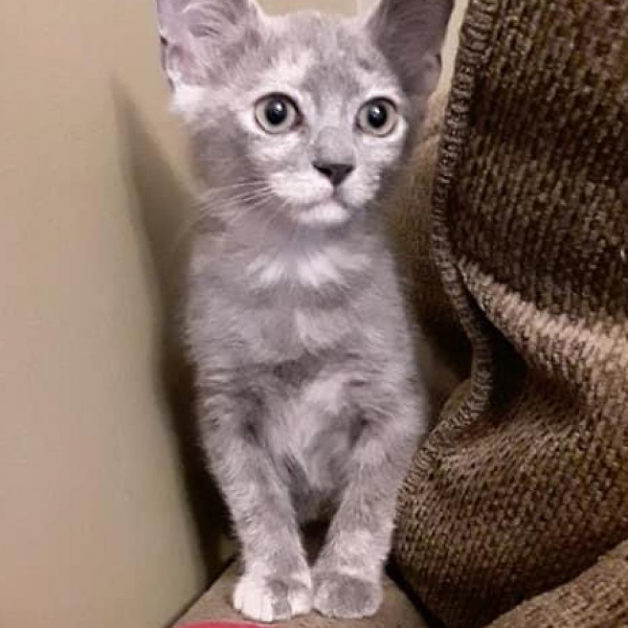 Enlarge Button, a Adoptable Domestic Short Hair in Jupiter, FL image 4/6