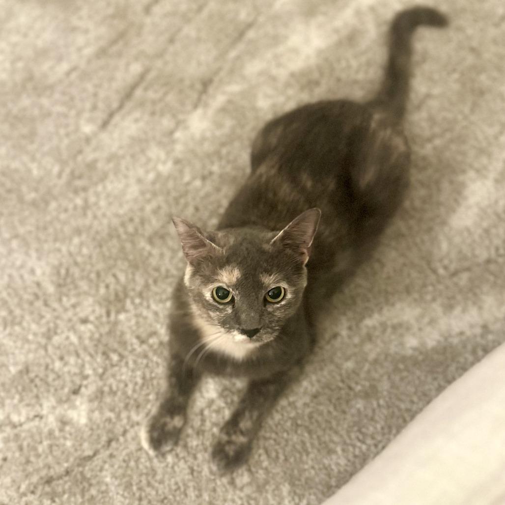 Enlarge Button, a Adoptable Domestic Short Hair in Jupiter, FL image 5/6