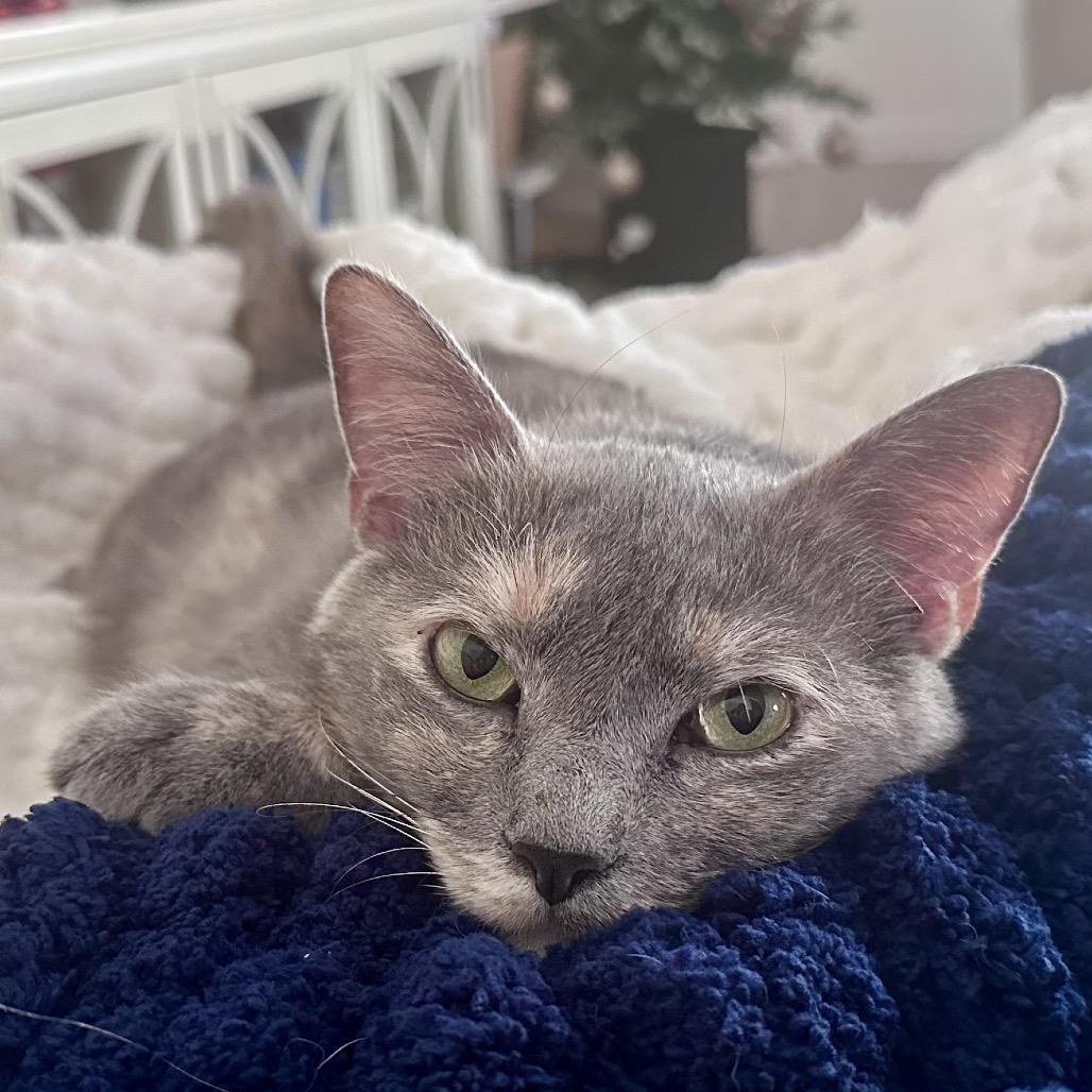 Enlarge Button, a Adoptable Domestic Short Hair in Jupiter, FL image 6/6