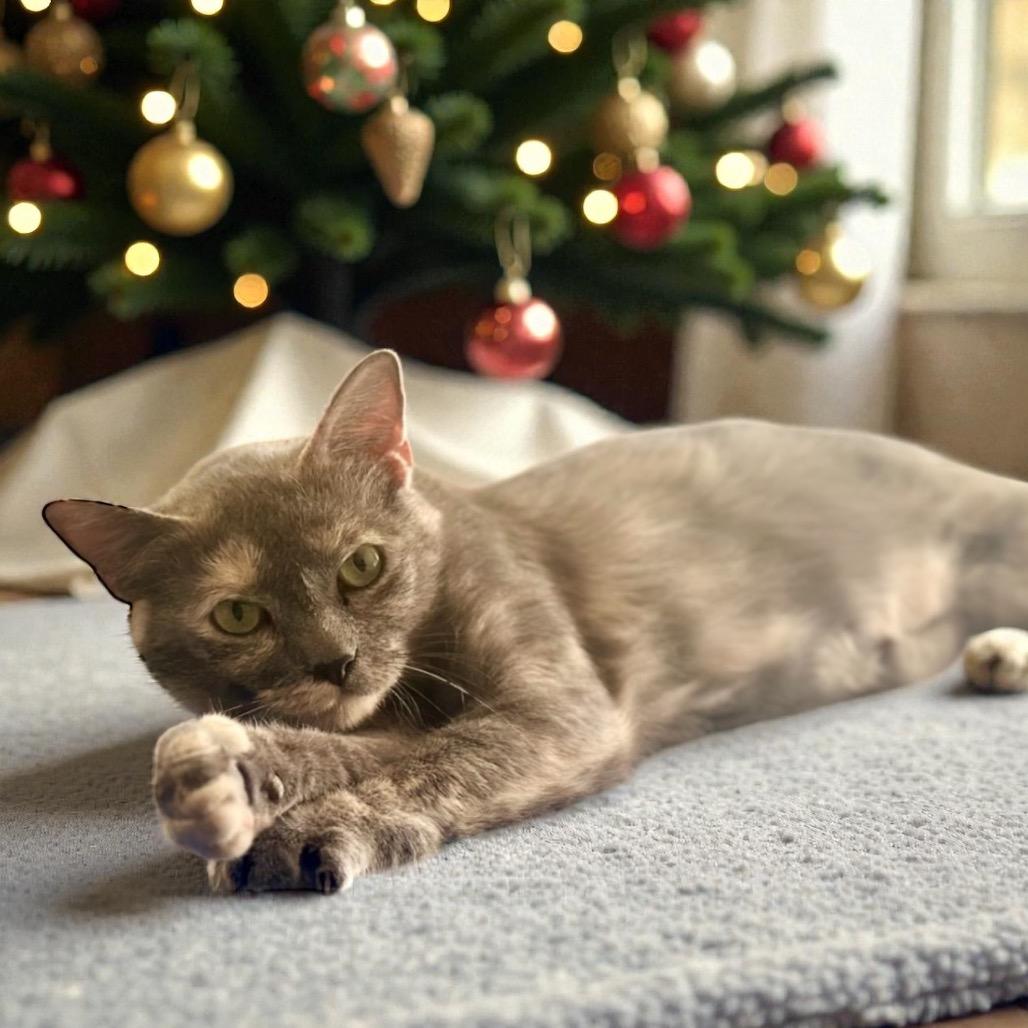 Enlarge Button, a Adoptable Domestic Short Hair in Jupiter, FL image 6/6