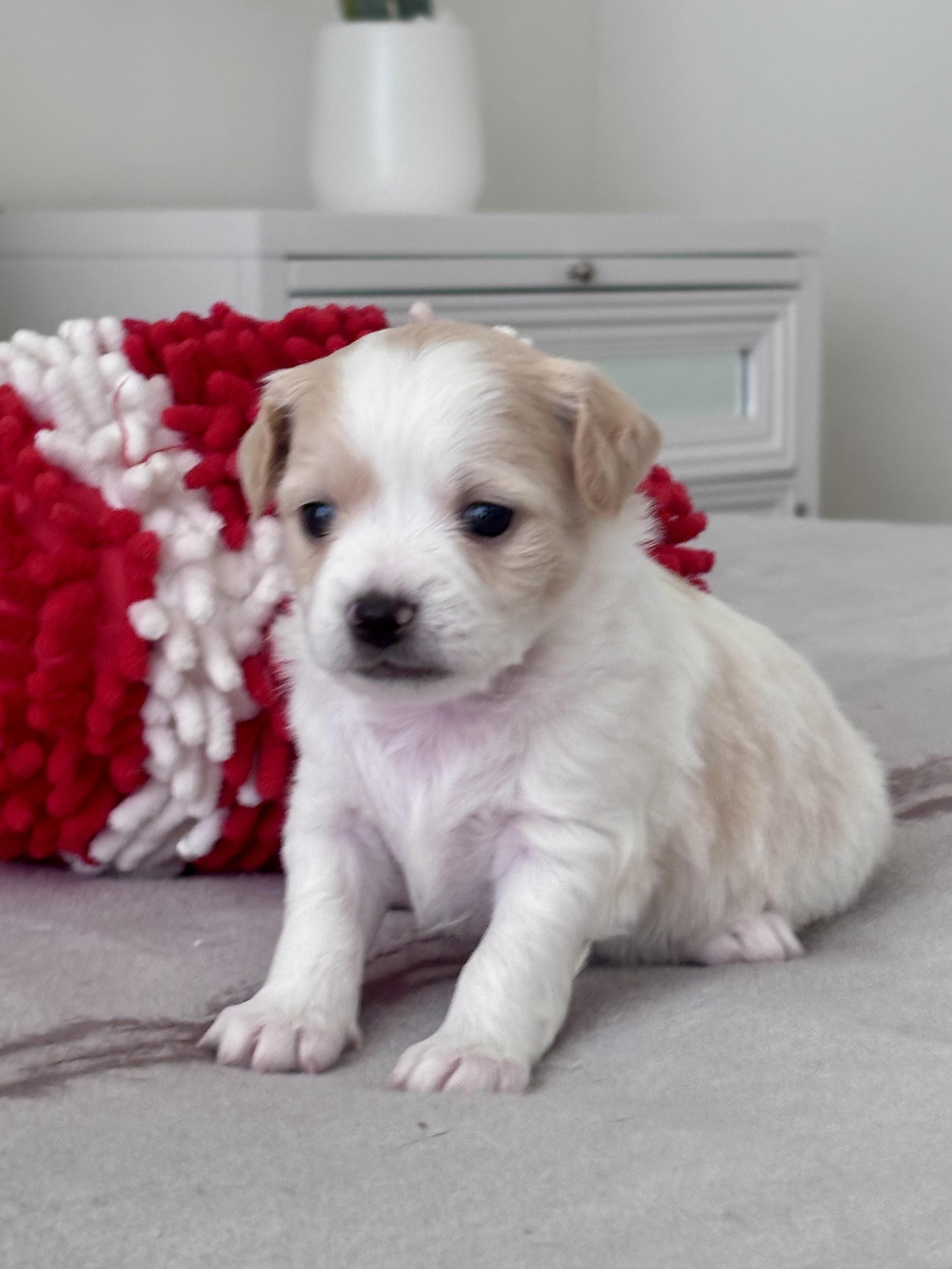 Peter, ADOPTABLE, Puppy Male Shih Tzu & Chihuahua.