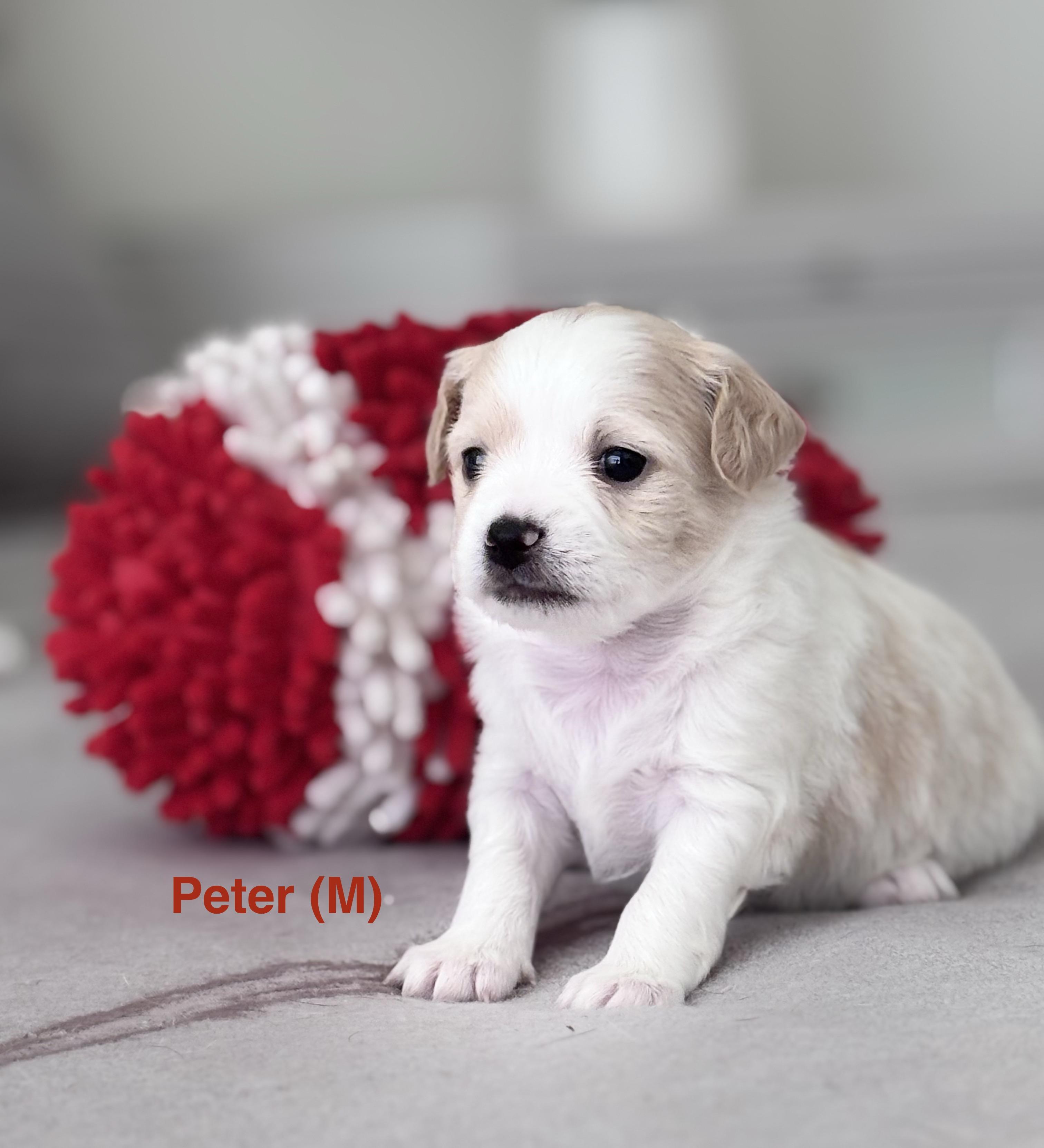 Enlarge Peter, a ADOPTABLE mixed breed in Homosassa Springs, FL image 4/4