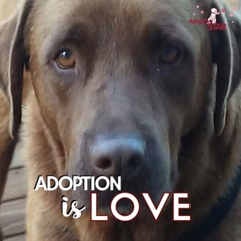 Enlarge Dogs will arrive throughout the year, a Adoptable mixed breed in Brockport, NY image 1/1