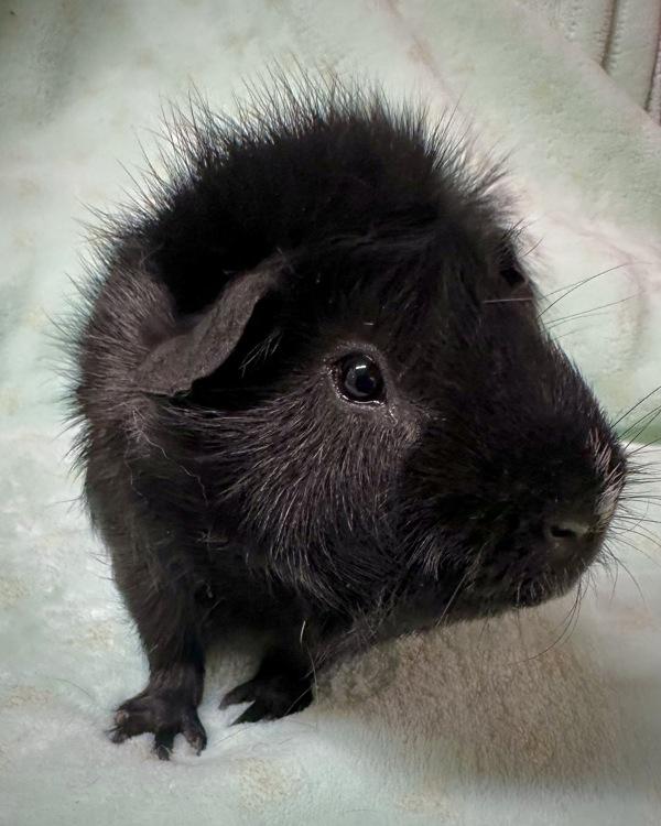 Kilo, Adoptable, Adult Male Guinea Pig.