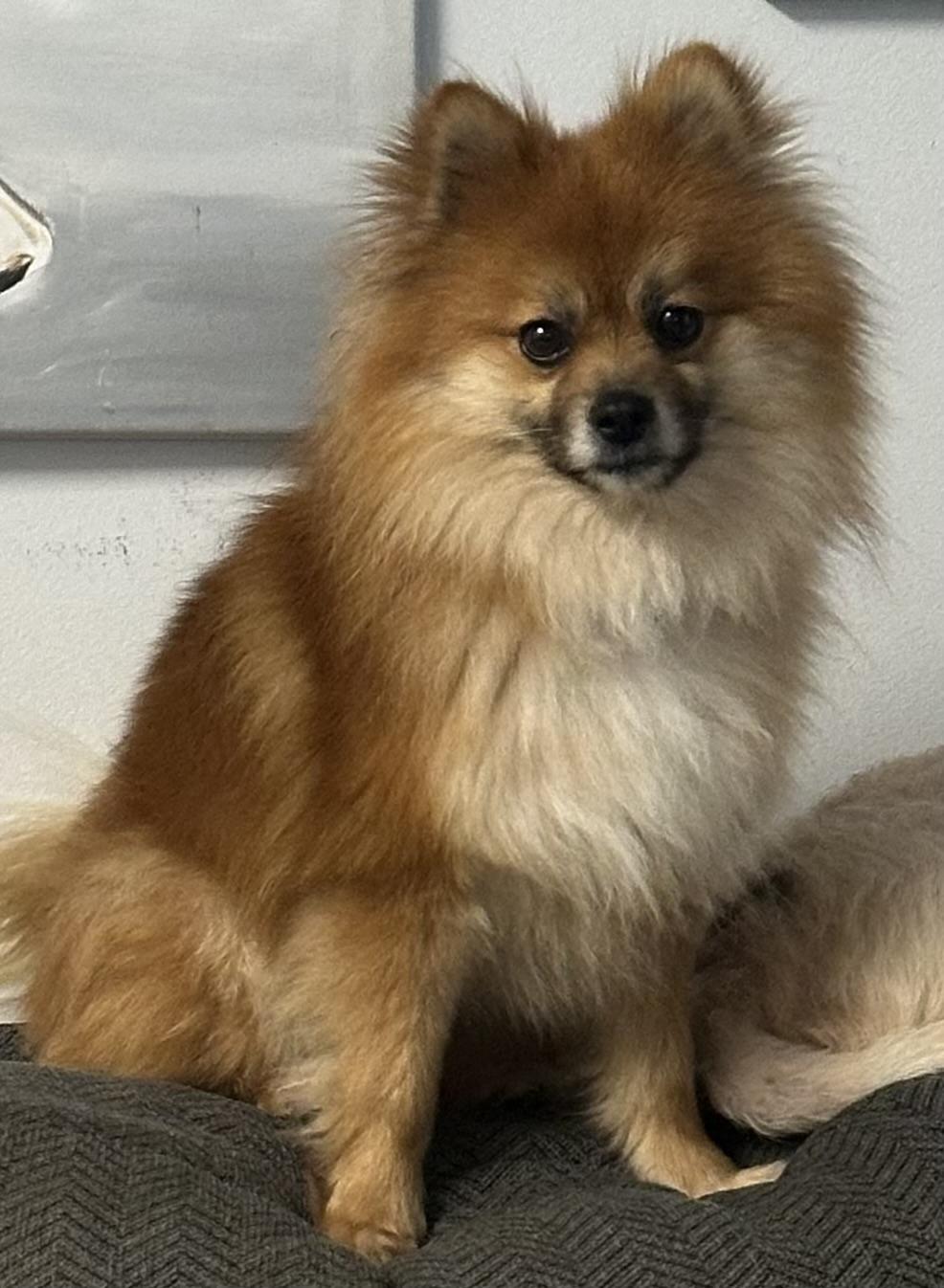 Enlarge Sylvester, an adopted Pomeranian in Hop Bottom, PA image 1/1