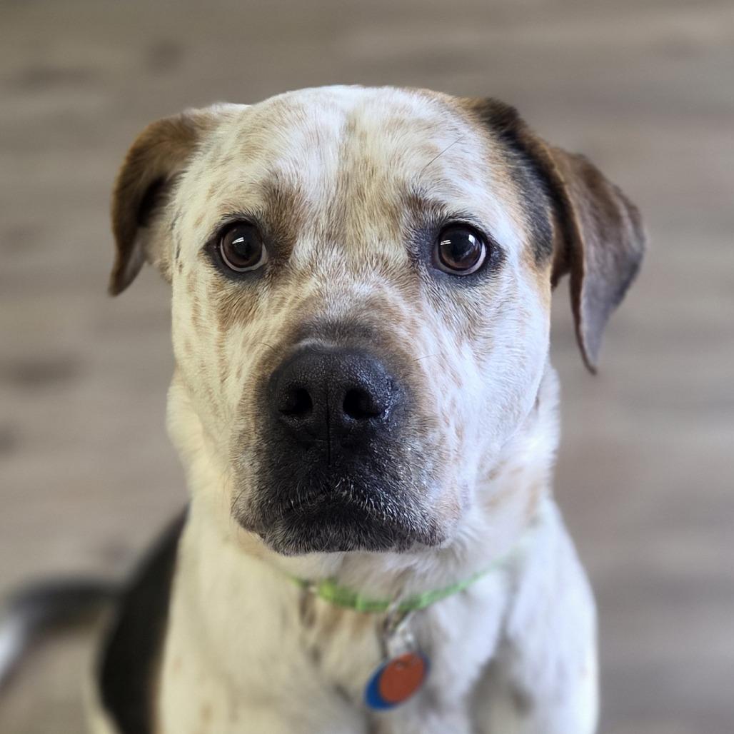 Buster, a Adoptable mixed breed in Baker City, OR image 1/3