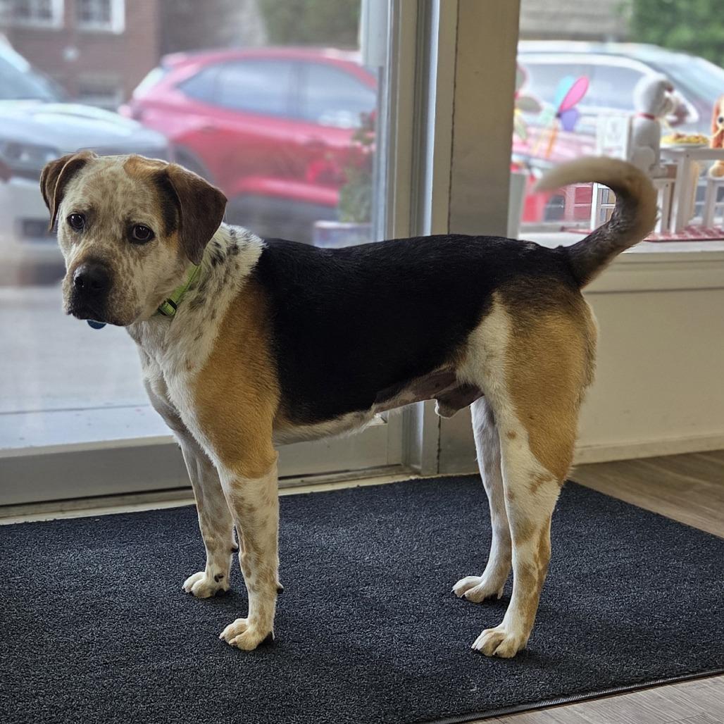 Buster, Adoptable, Adult Male Catahoula Leopard Dog & Great Dane.