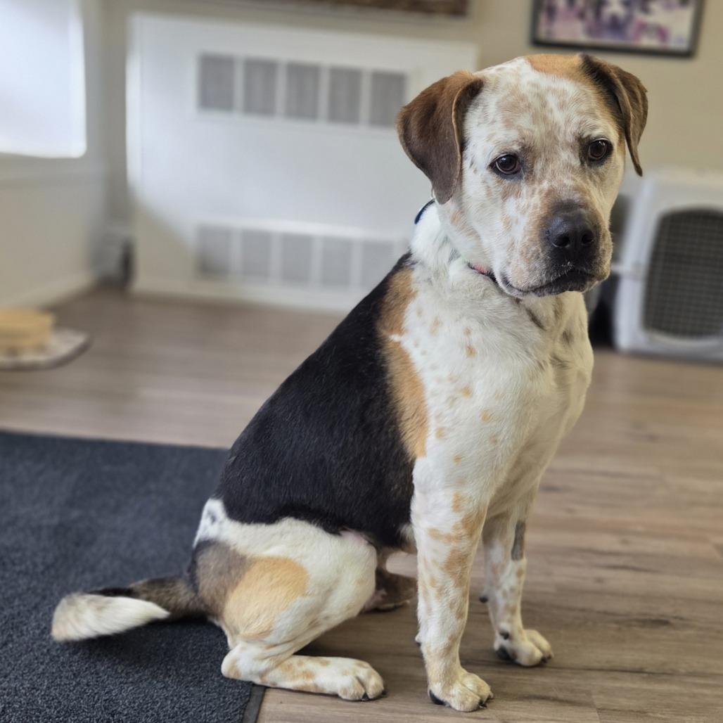 Buster, a Adoptable mixed breed in Baker City, OR image 3/3