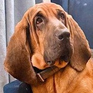 Huckleberry (MD), adopted, Young Male Bloodhound.