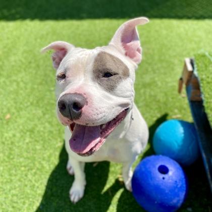 Mariska, Adoptable, Adult Female Pit Bull Terrier & Mixed Breed.