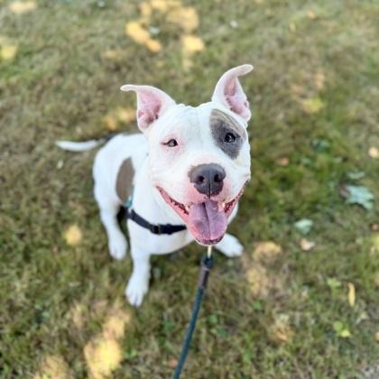 Mariska, a Adoptable mixed breed in Camano Island, WA image 2/3