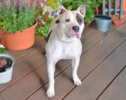 Mariska, a Adoptable mixed breed in Camano Island, WA image 3/3
