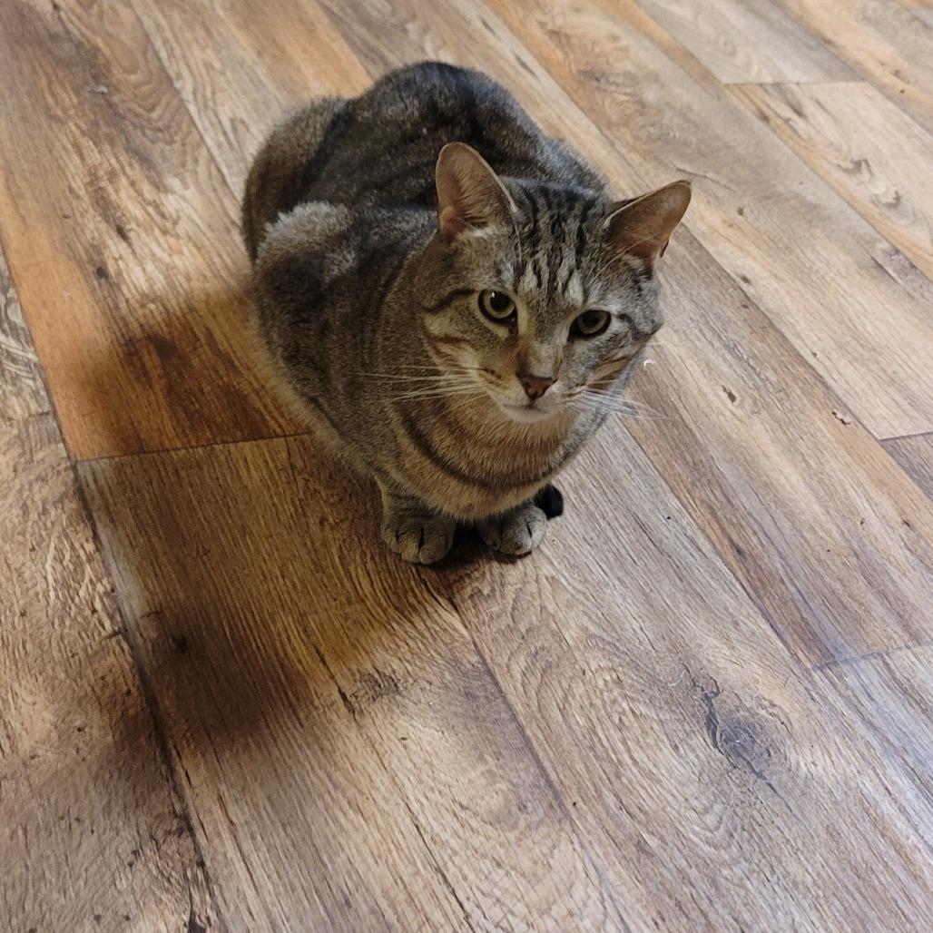 Enlarge Reece, a Adoptable Domestic Short Hair in Carmel, IN image 1/4