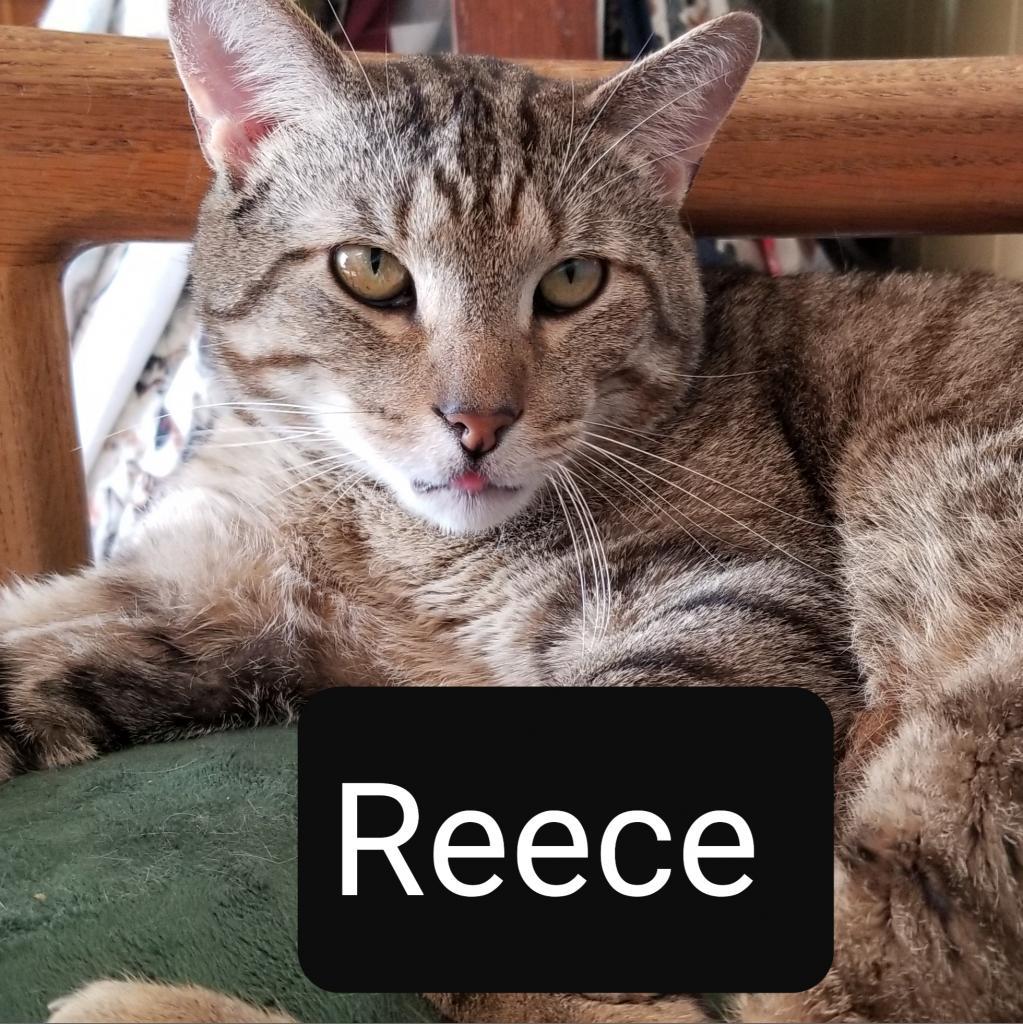 Enlarge Reece, a Adoptable Domestic Short Hair in Carmel, IN image 2/4