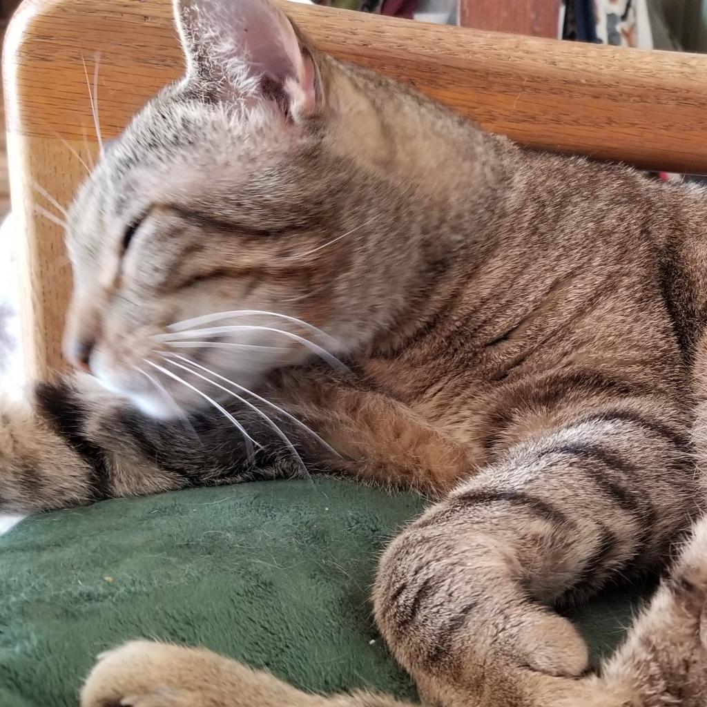 Enlarge Reece, a Adoptable Domestic Short Hair in Carmel, IN image 3/4