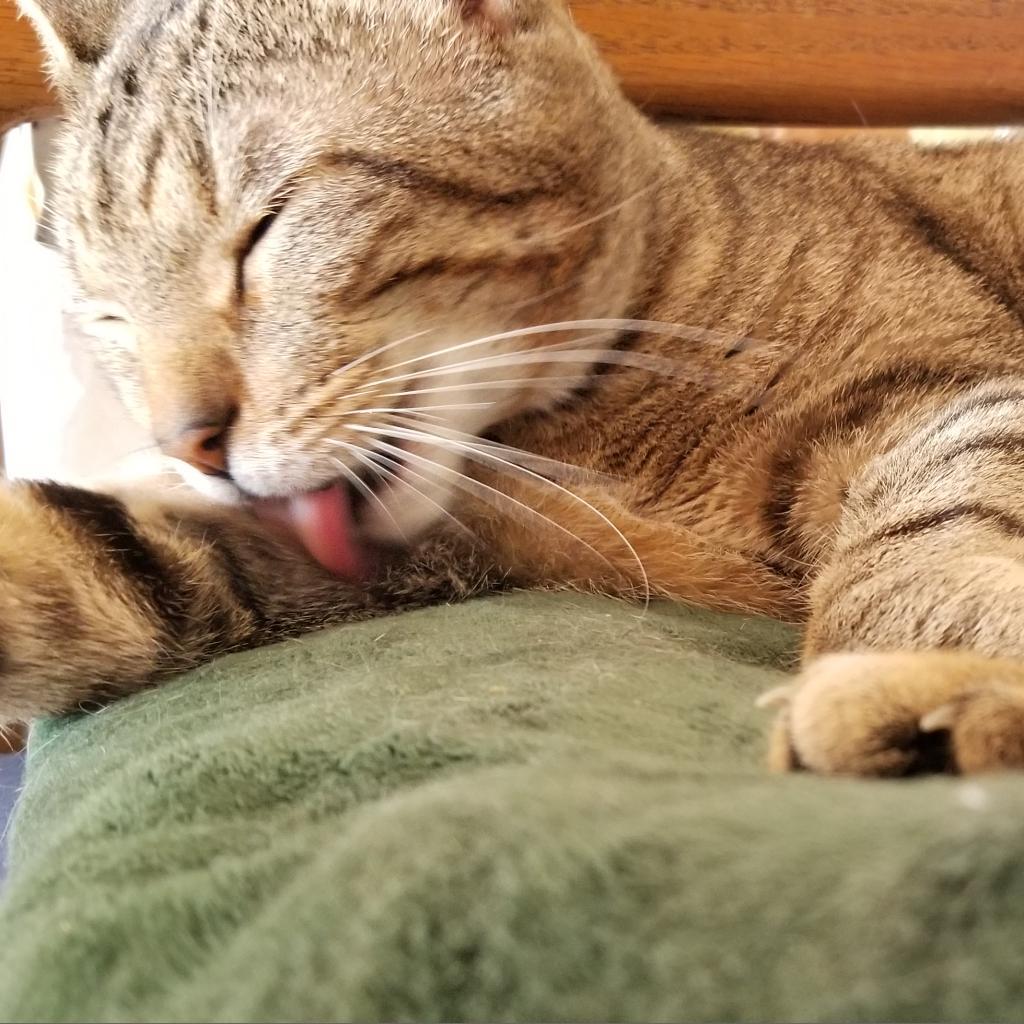 Enlarge Reece, a Adoptable Domestic Short Hair in Carmel, IN image 4/4