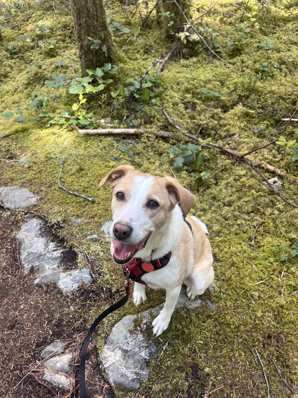 Kona, Adoptable, Adult Female Labrador Retriever & Whippet.