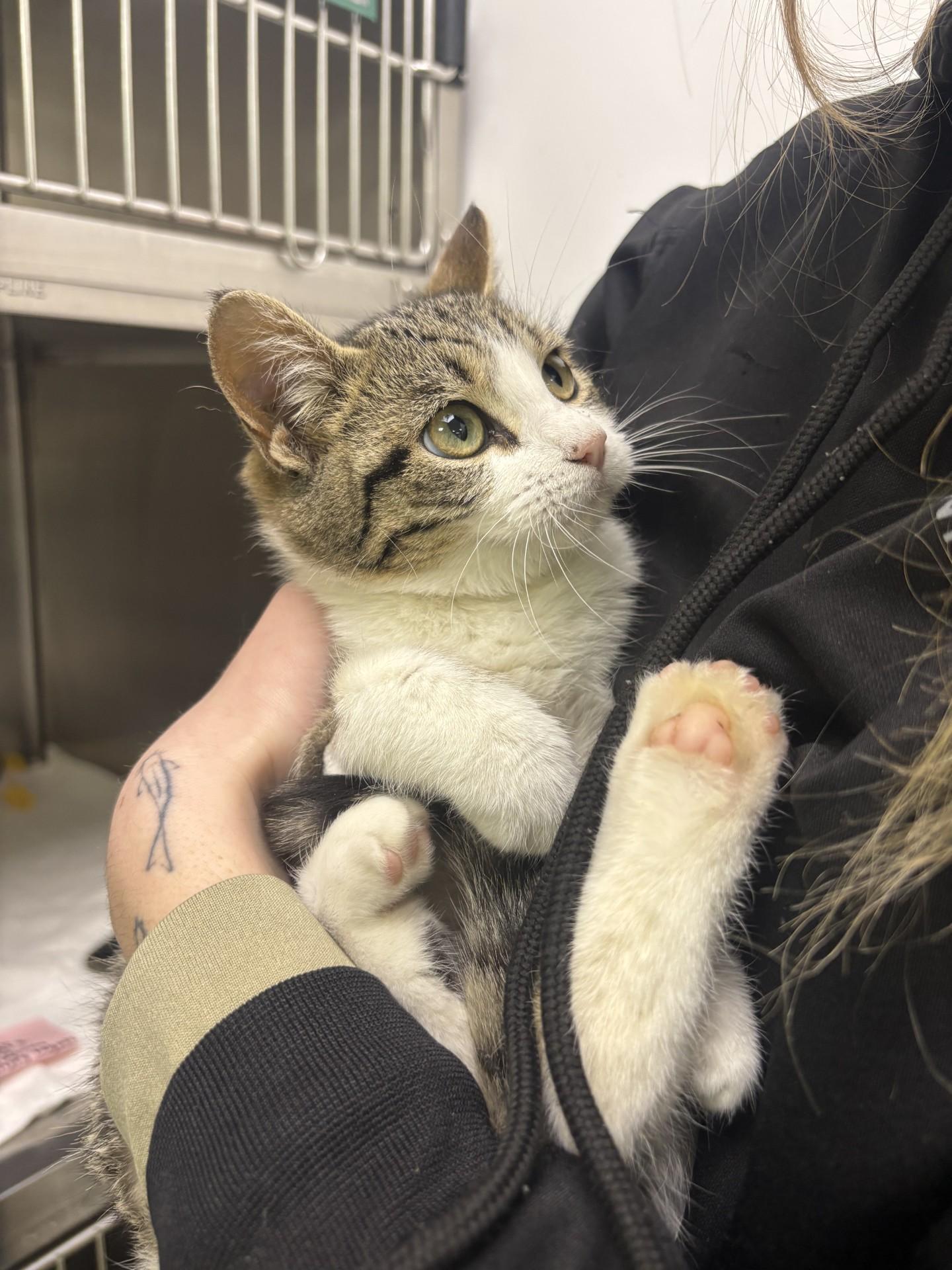 Enlarge Camellia, a ADOPTABLE Domestic Short Hair in Blue Springs, MO image 1/2