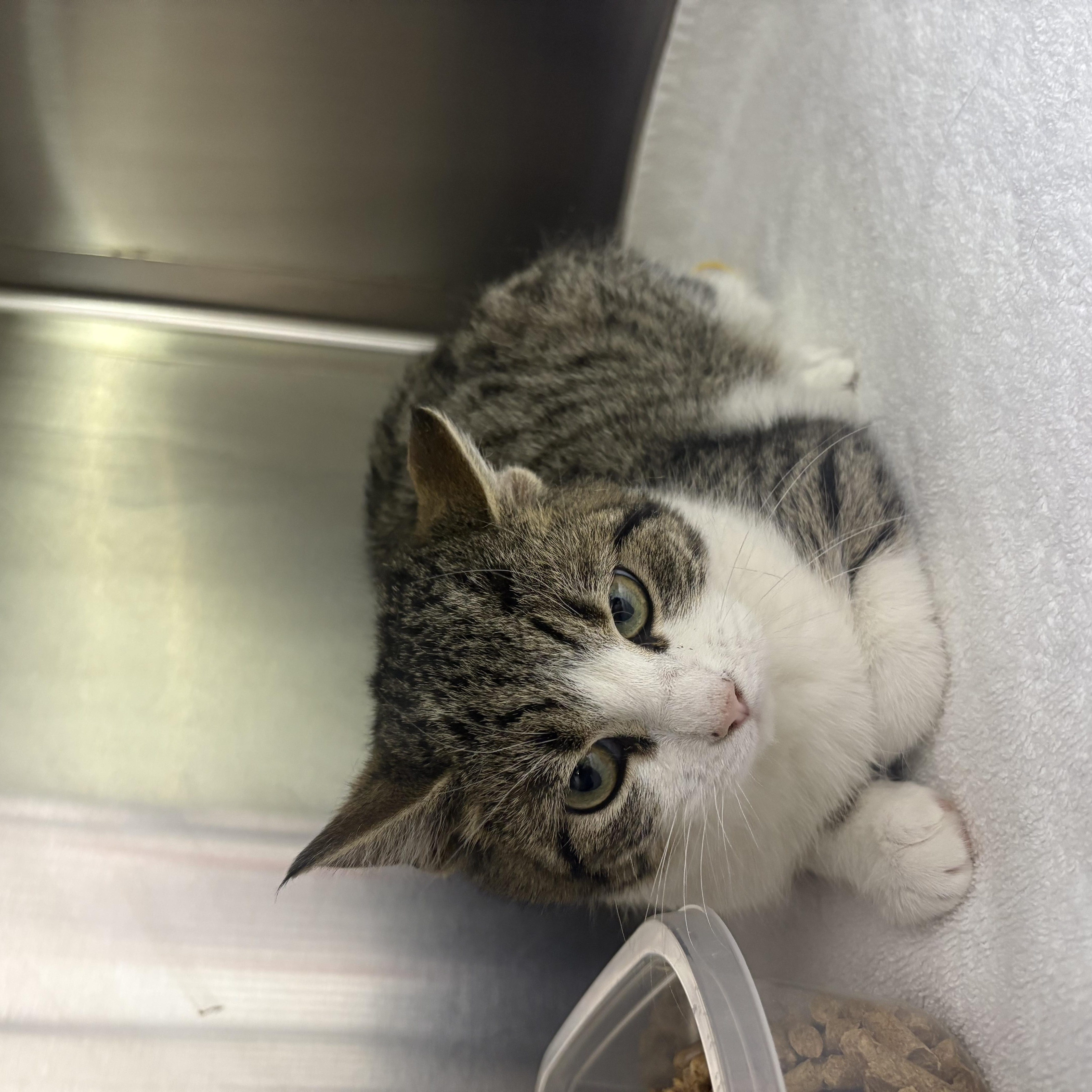 Enlarge Camellia, a ADOPTABLE Domestic Short Hair in Blue Springs, MO image 2/2