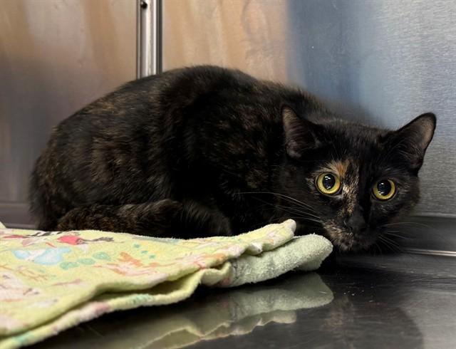 Enlarge INGA, a Adoptable Domestic Short Hair in Minneapolis, MN image 1/1