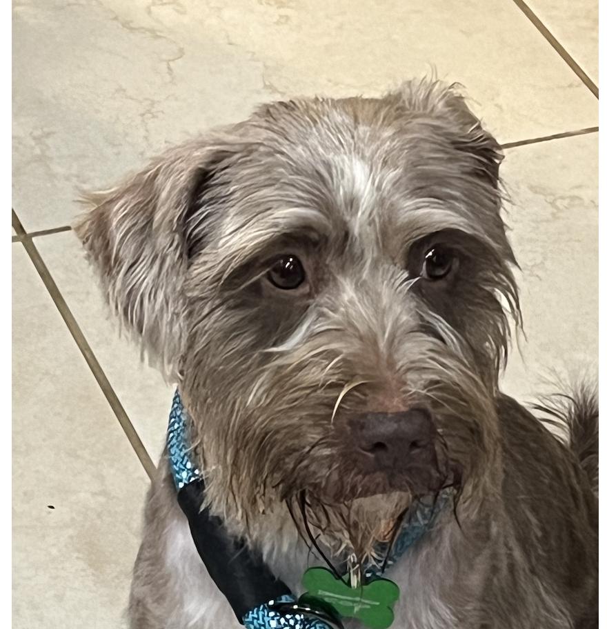 Beckett, an adoptable Schnauzer, Mixed Breed in Spring, TX, 77386 | Photo Image 4