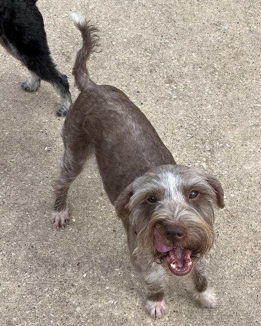 Beckett, an adoptable Schnauzer, Mixed Breed in Spring, TX, 77386 | Photo Image 1