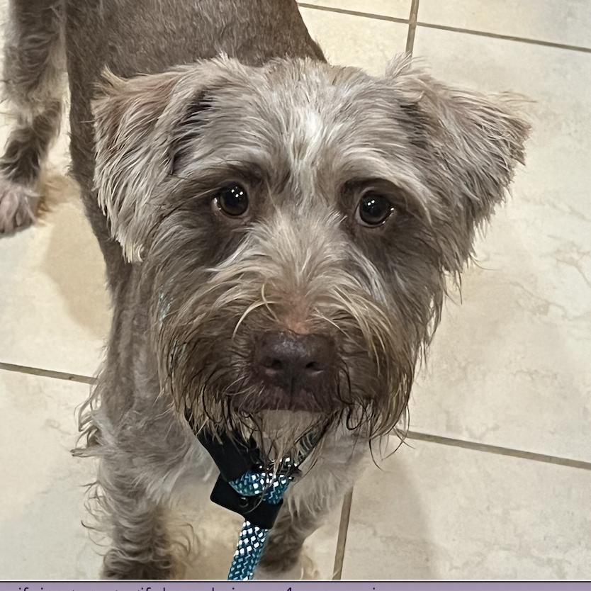 Enlarge Beckett, a Adoptable mixed breed in Spring, TX image 3/4