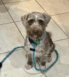 Enlarge Beckett, a Adoptable mixed breed in Spring, TX image 4/4