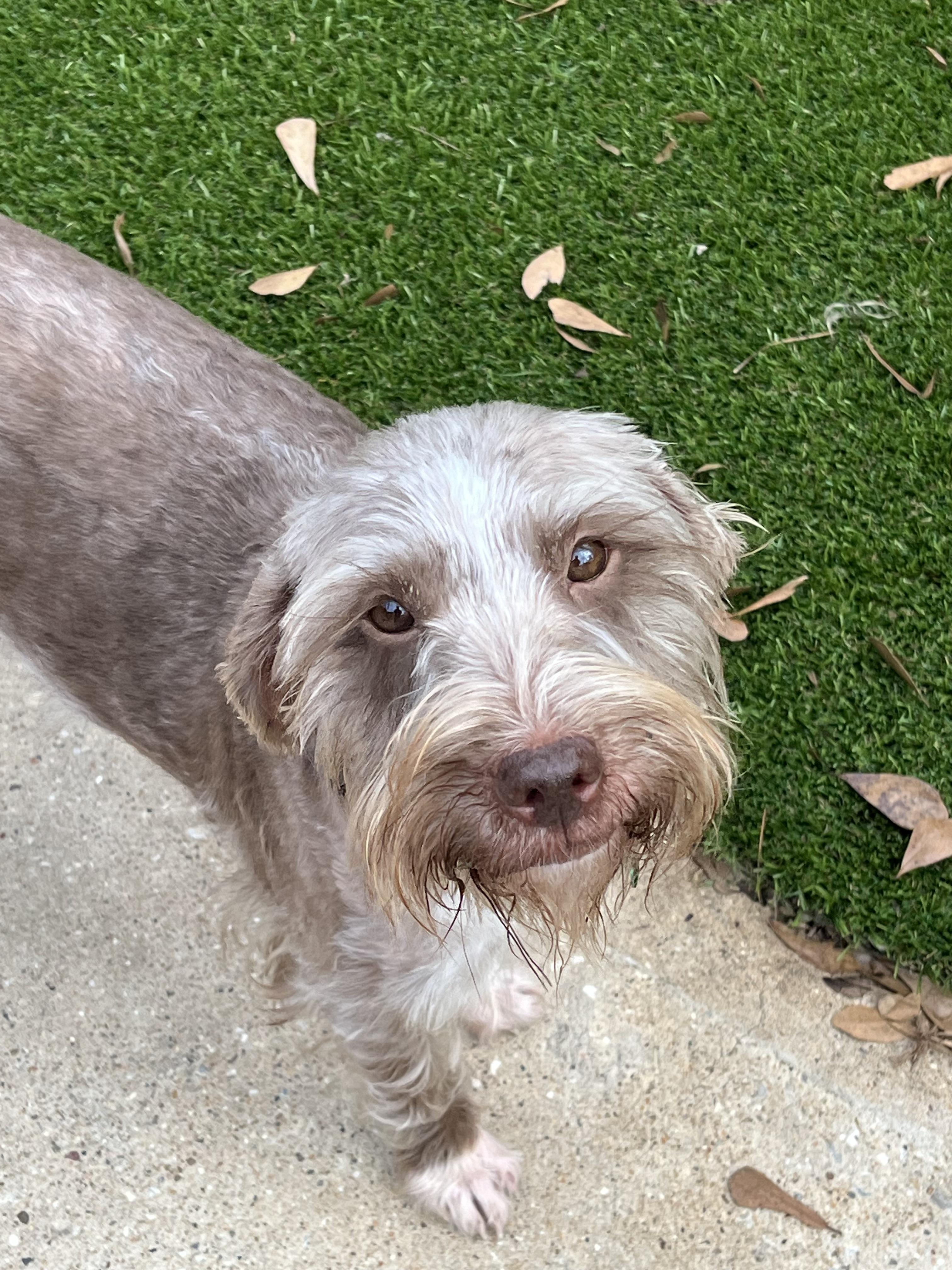 Beckett, an adoptable Schnauzer, Mixed Breed in Spring, TX, 77386 | Photo Image 6