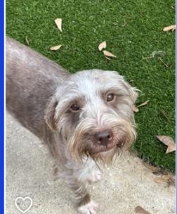 Beckett, an adoptable Schnauzer, Mixed Breed in Spring, TX, 77386 | Photo Image 2