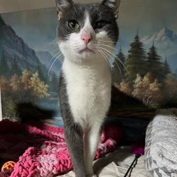 Puddy the Playful Tuxedo Kitty, Adoptable, Young Male Domestic Short Hair.