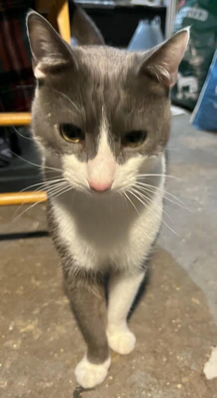 Puddy the Playful Tuxedo Kitty, a Adoptable Domestic Short Hair in Colts Neck, NJ image 5/5