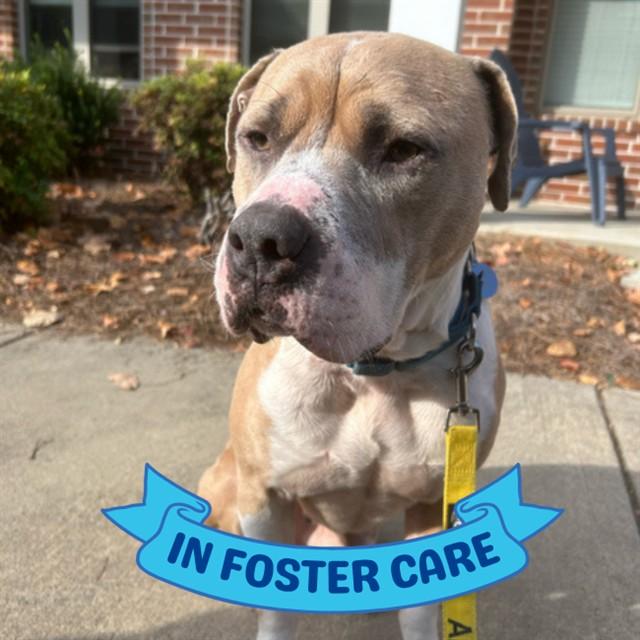 FRED, Adoptable, Adult Male American Bulldog & Mixed Breed.