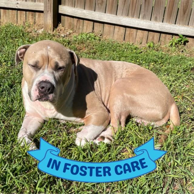 Enlarge FRED, a Adoptable mixed breed in Tallahassee, FL image 1/1