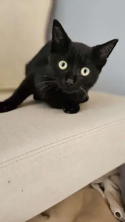 Piston, Adoptable, Kitten Female Domestic Short Hair.