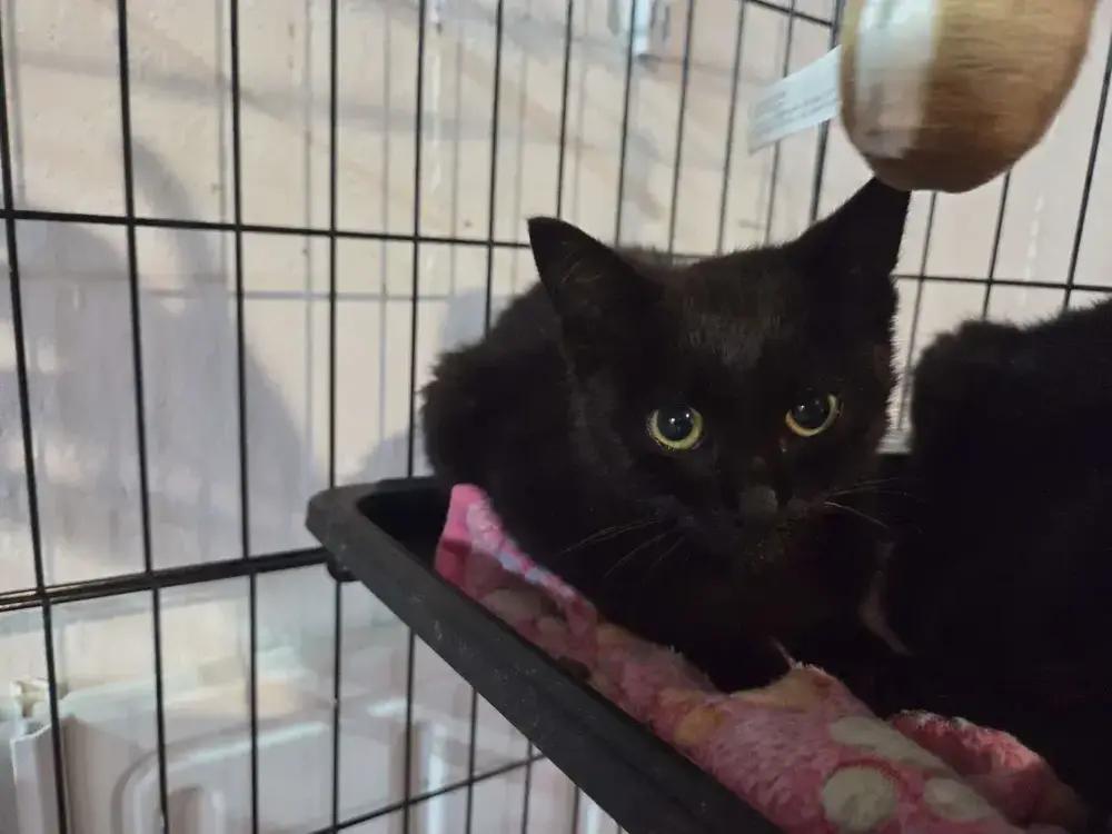 Piston, a Adoptable mixed breed in Grand Rapids, MI image 2/3
