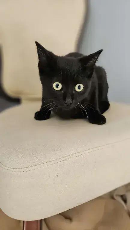 Piston, a Adoptable mixed breed in Grand Rapids, MI image 3/3