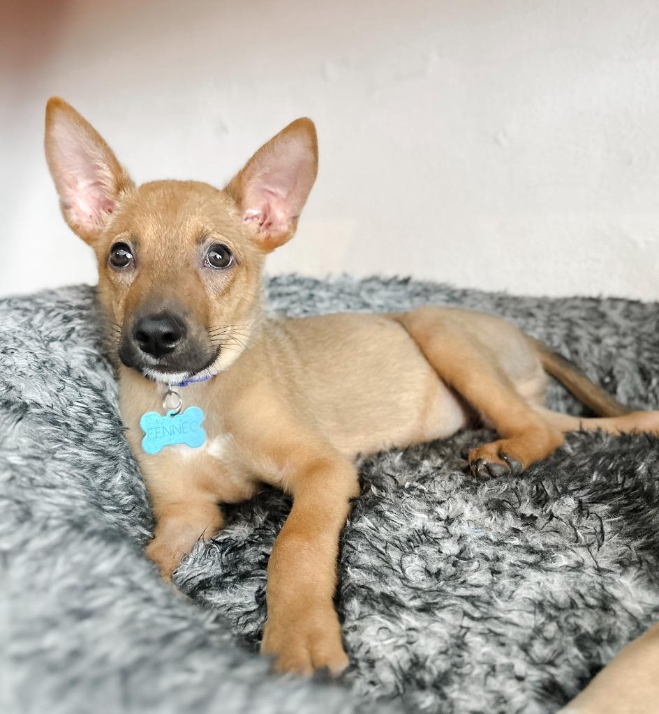 Fennec, Adopted, Young Male Chihuahua & Mixed Breed.