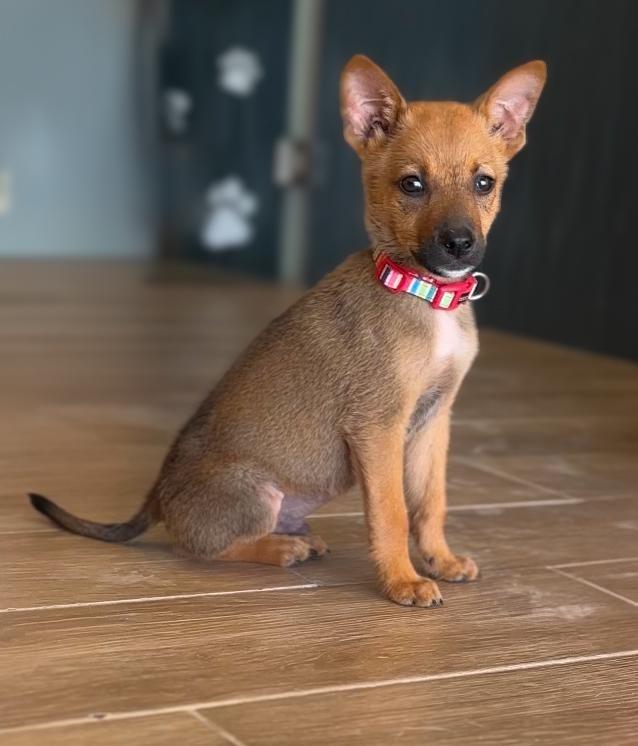 Enlarge Fennec, a Adopted mixed breed in San Juan de Abajo, NAY image 2/2