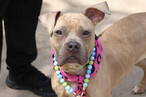 Puma, Adoptable, Adult Female Mixed Breed.