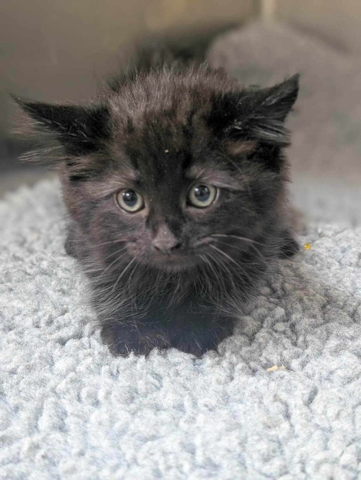 Meg, an adoptable Domestic Long Hair in wetaskiwin, AB, t9a 2j4 | Photo Image 1