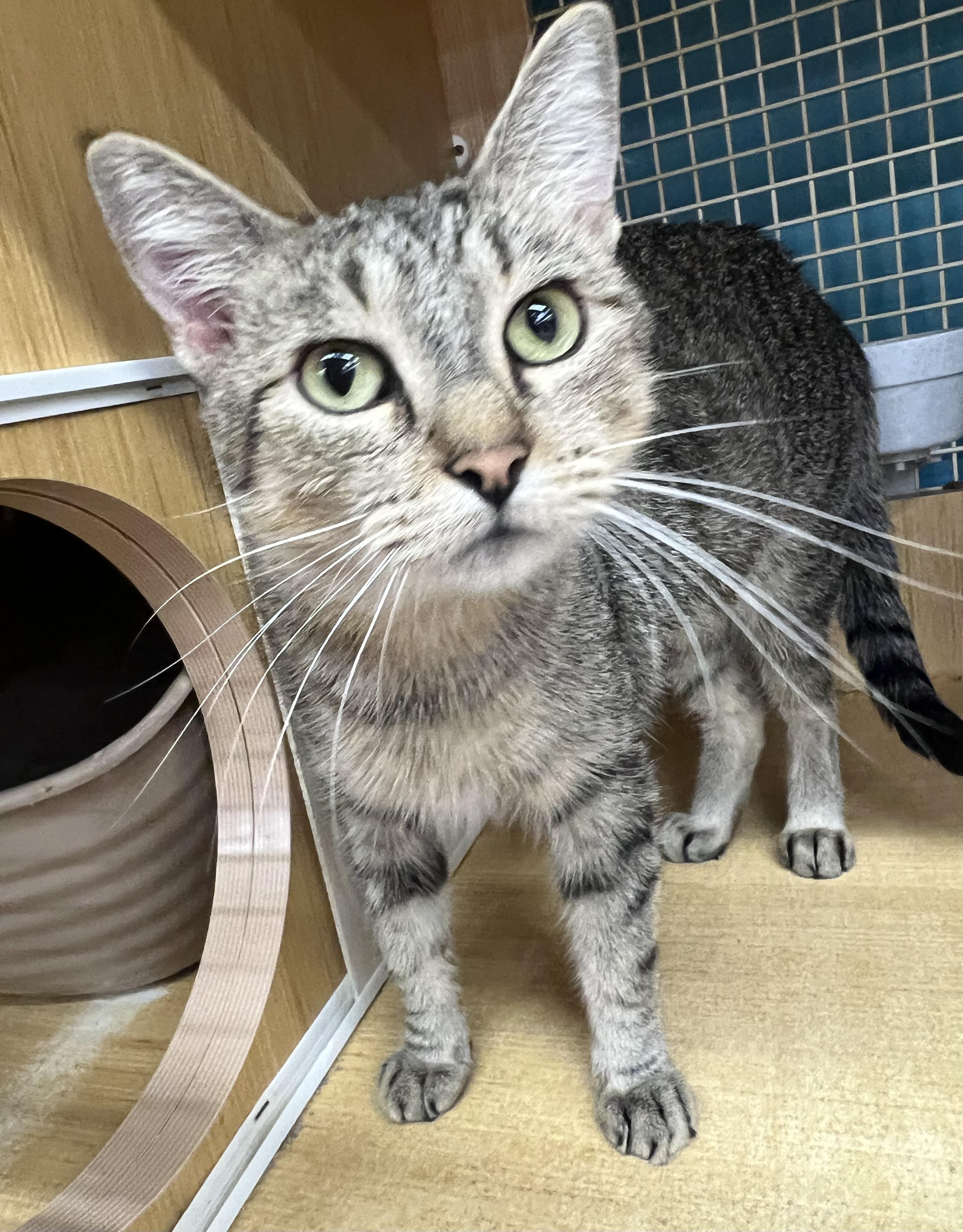 Enlarge Missy, a Adoptable Domestic Short Hair in Manhattan, KS image 1/1