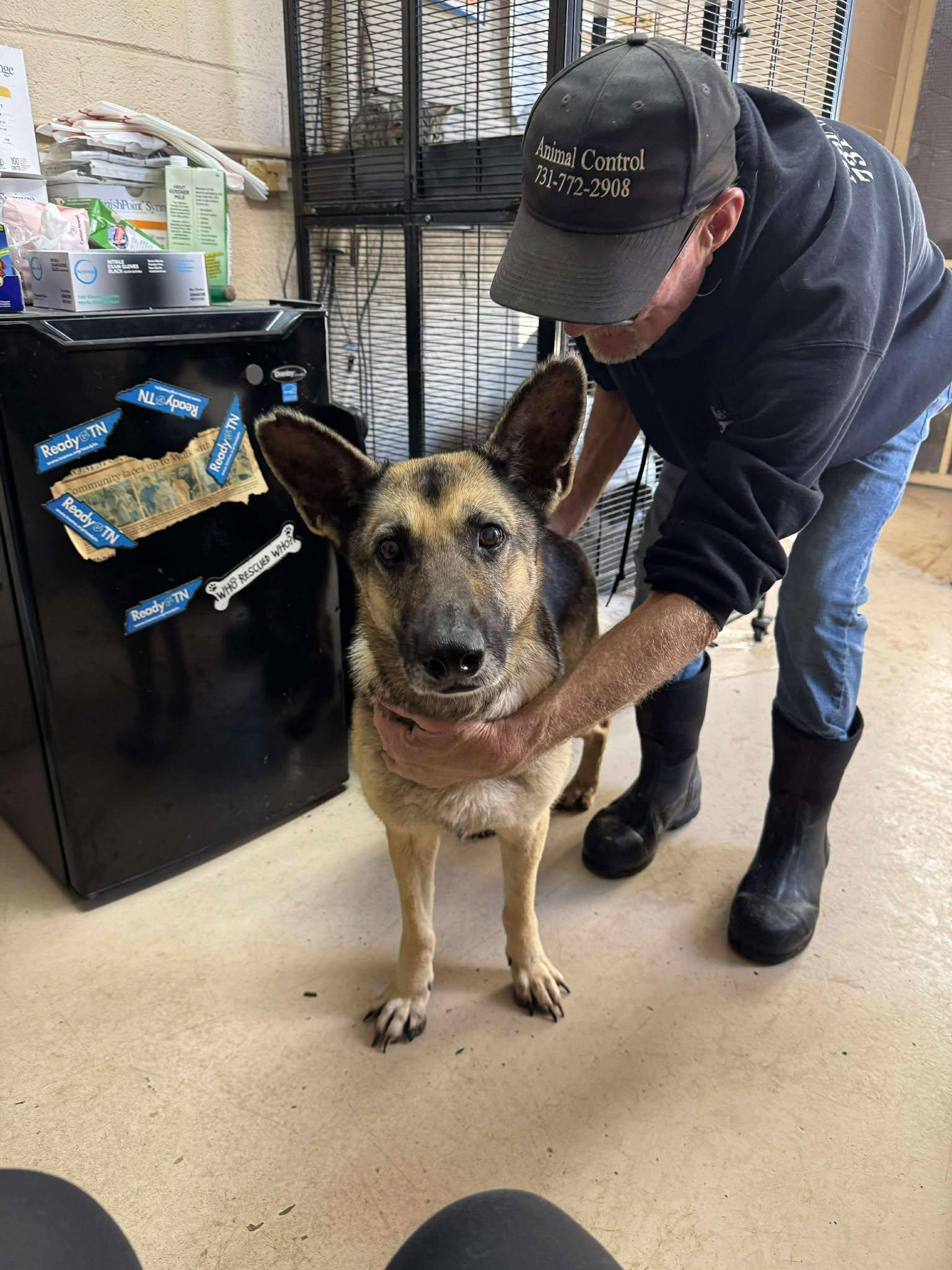 Enlarge Missy, a Adoptable German Shepherd Dog in Brownsville, TN image 1/2
