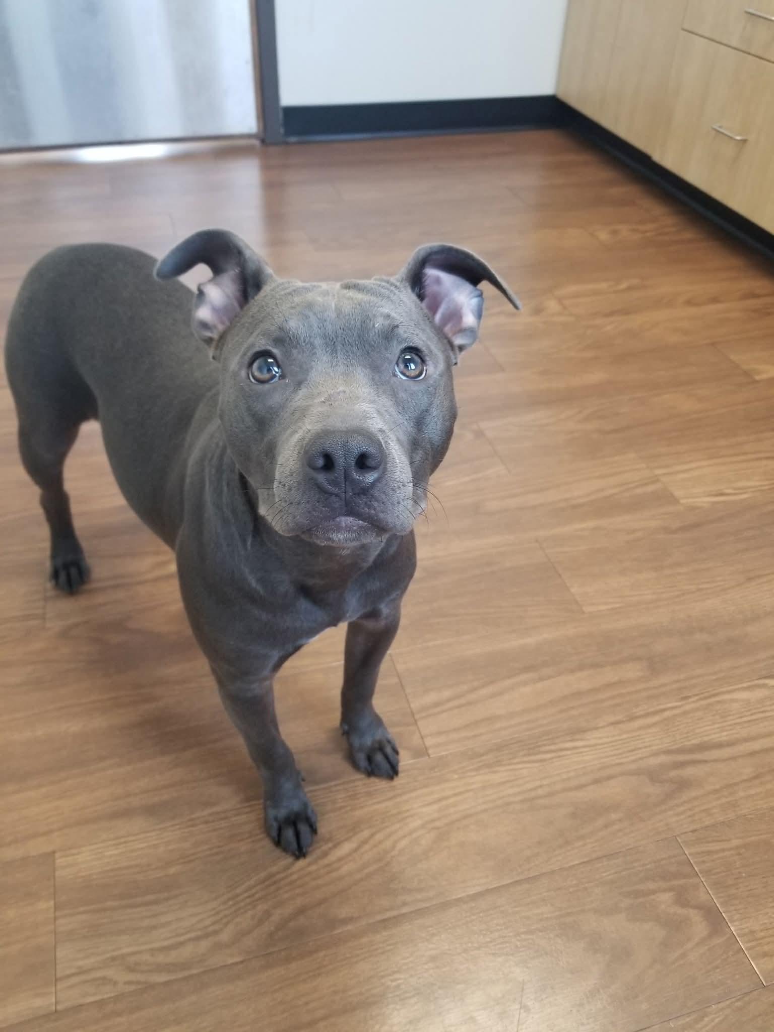 Enlarge Bedelia, a Adoptable American Staffordshire Terrier in Nashville, TN image 1/1