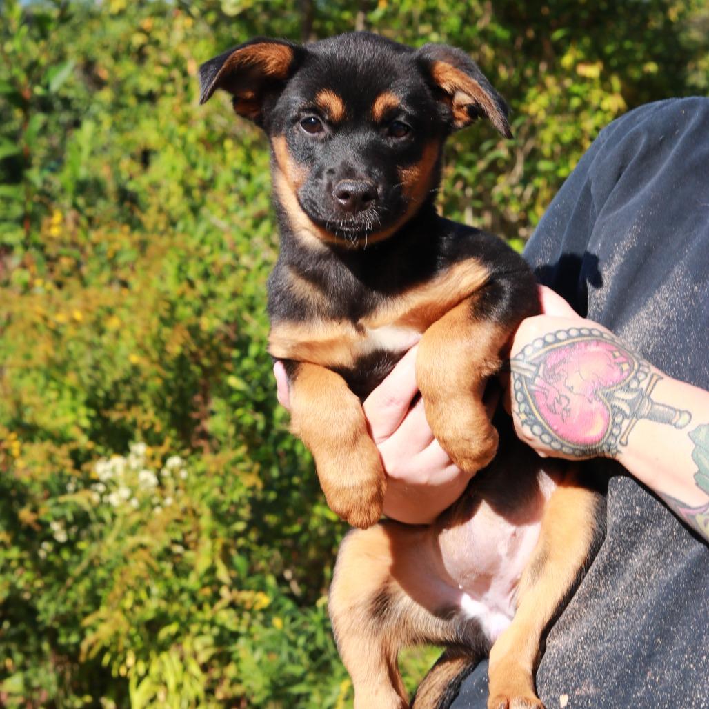 CT Birdie, Adoptable, Puppy Female German Shepherd Dog & Mixed Breed.